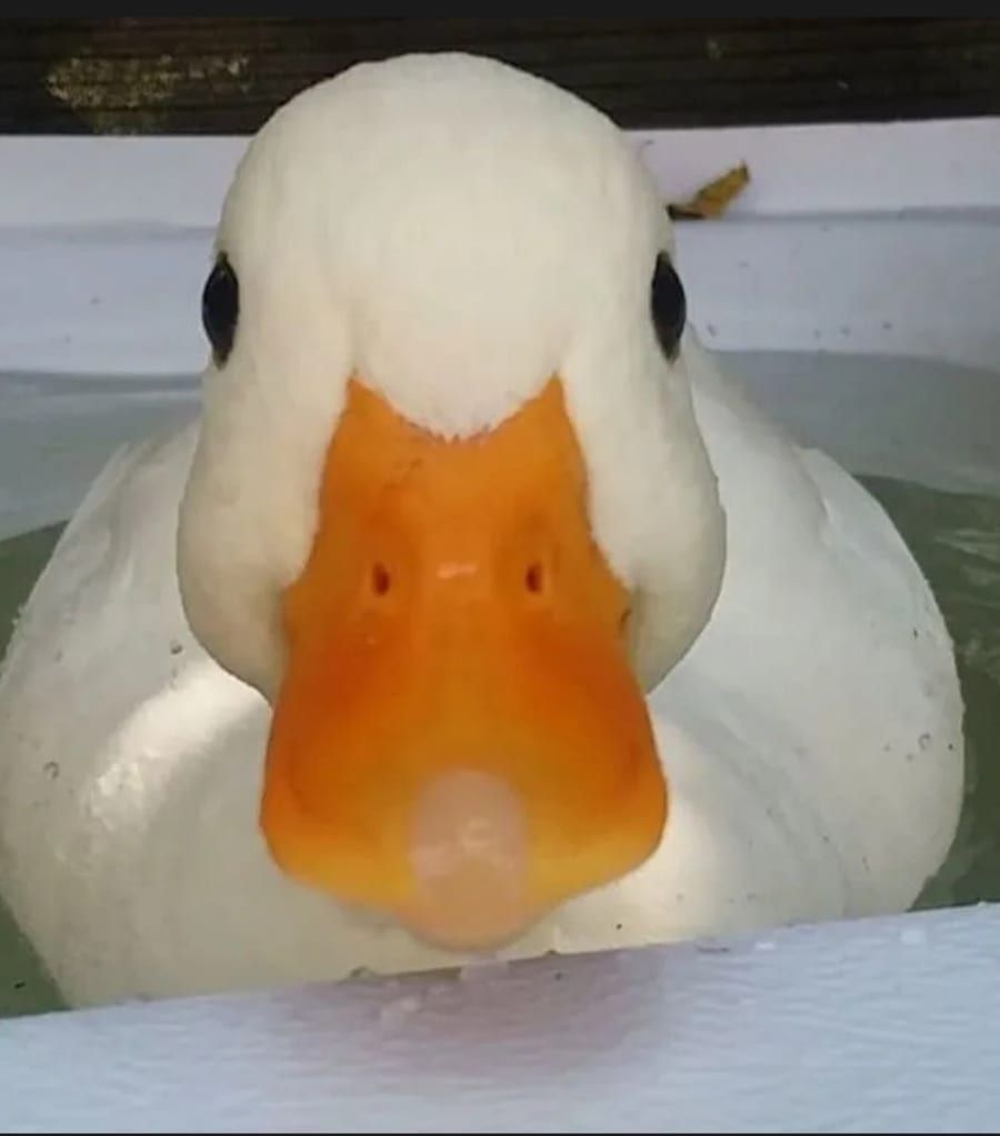 Profil von Benedict